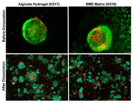 Cell Health Assays